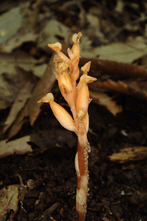 この株の高さは4〜5cmほど。　ヒメノヤガラは、葉緑素を持たない、菌従属栄養植物です。