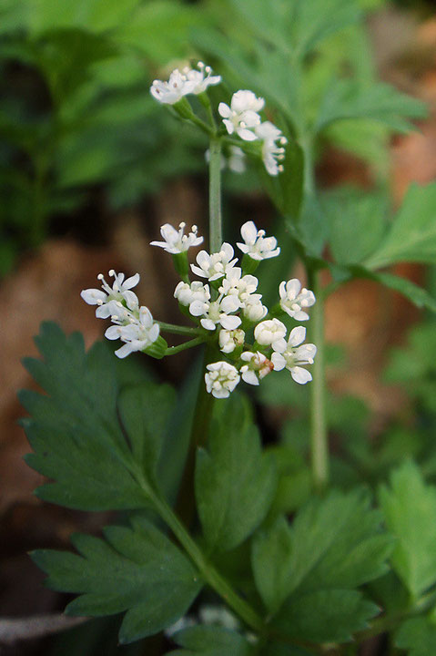 セントウソウの花　　白い5弁花はとても小さい