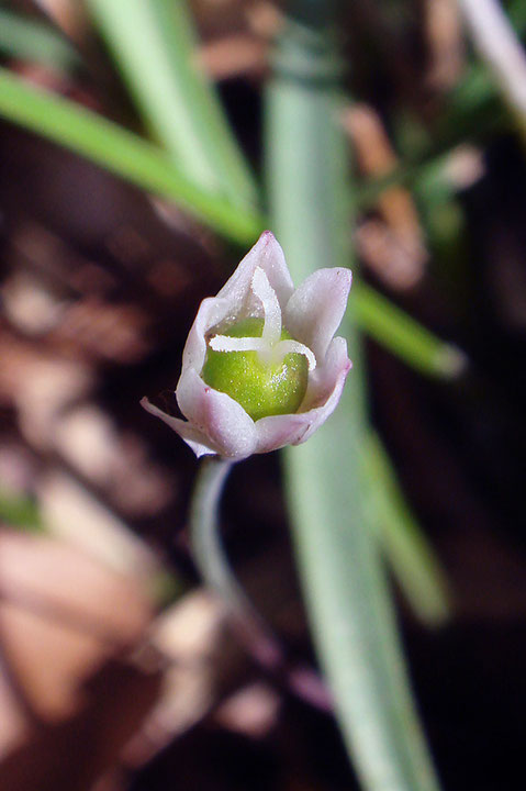 ヒメニラの花　いつものように雌花ばなかり・・　と思っていたら、