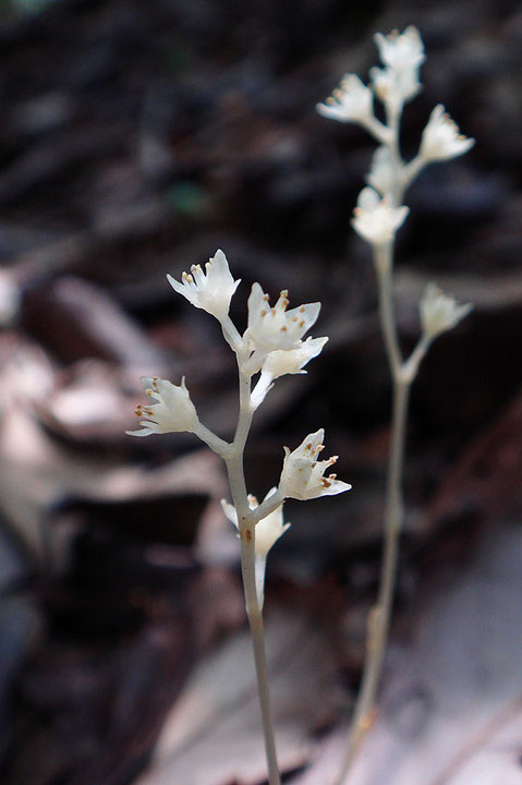 サクライソウの花の直径は、3.5〜4.0mmほど。　柔らかいと思ったら、全体にとても固い！