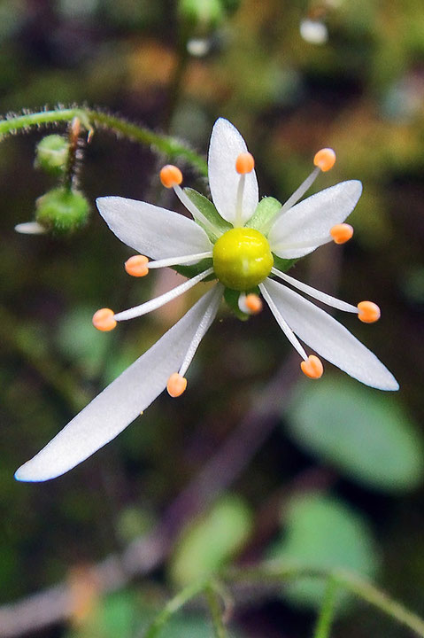 ＃４　イズノシマダイモンジソウの花