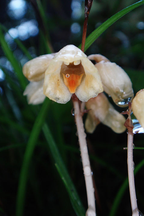 ナヨテンマは葉緑素を持たない完全菌従属栄養植物。　唇弁はみかん色。