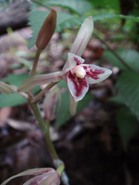 マヤランの花の暗紫色の斑紋の形状は一つ一つの花で異なる