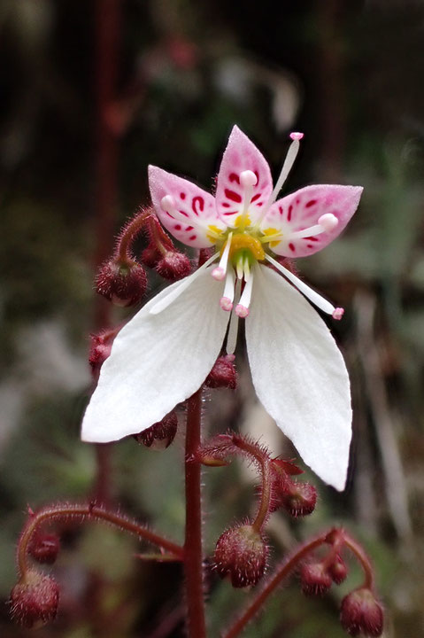 ユキノシタの花は何度見ても美しい