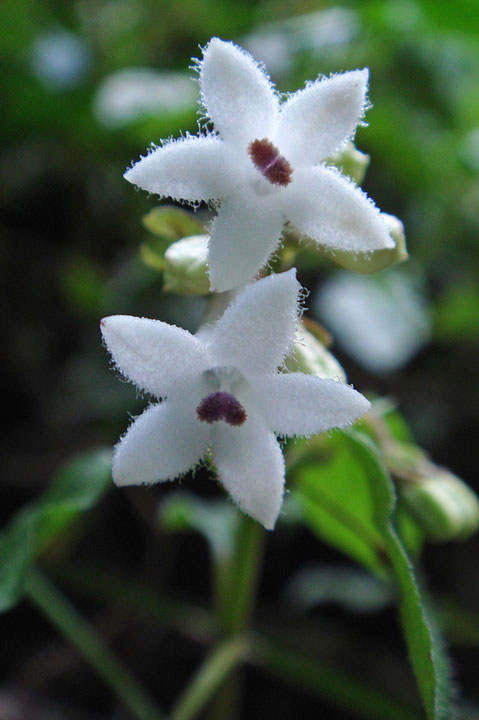 サツマイナモリの花冠にはふわふわした透明な毛が生えている