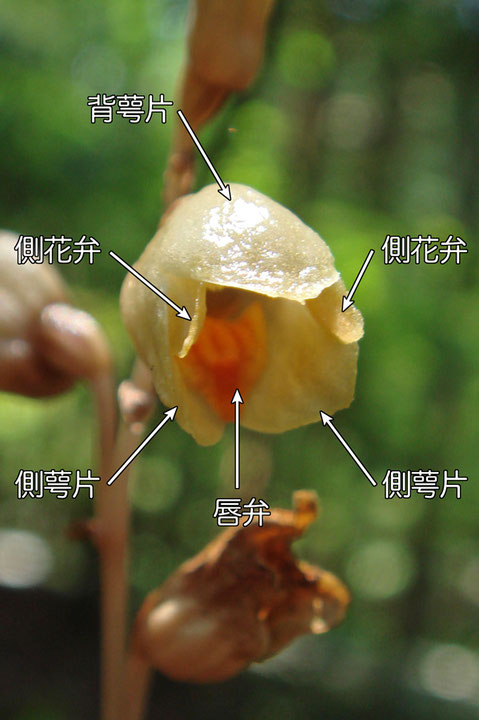 ＃８ ナヨテンマの花の構造（背萼片、側花弁、側萼片、唇弁） 2016.06.18