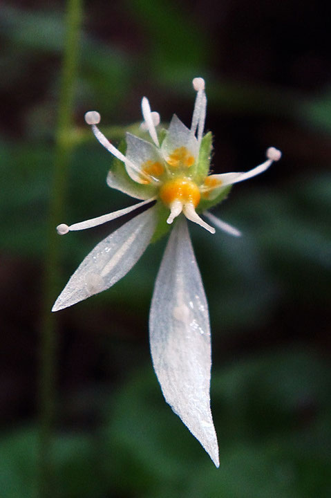 ハルユキノシタの花の正面-1