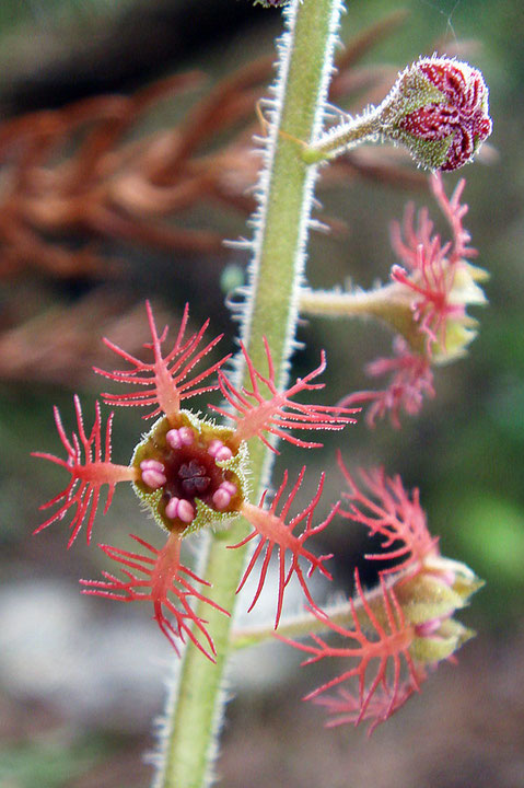 ＃１３　完全に開花したミカワチャルメルソウの花