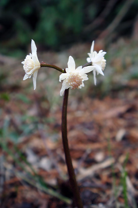 セリバオウレン (芹葉黄蓮)　キンポウゲ科 オウレン属　2016.01.31　東京都あきる野市