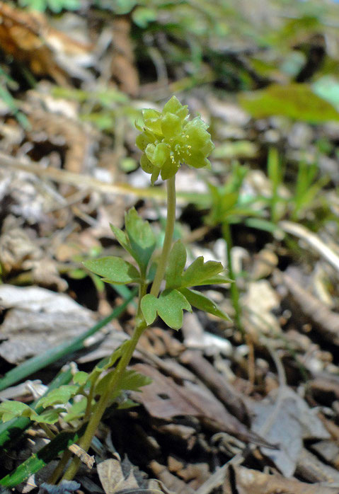 レンプクソウ　(連福草)　ガマズミ科 レンプクソウ属　　2010.04.25 福島県