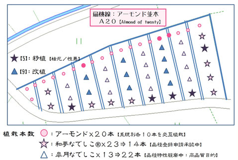 扁桃線【A20】園地レイアウト2017　和×夢 nagomu farm