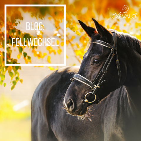 Schwarzes Pferd vor herbstlich verfärbtem Baum