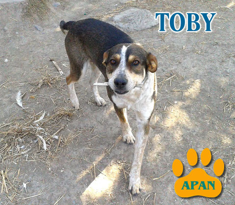 toby perros en adopcion salta