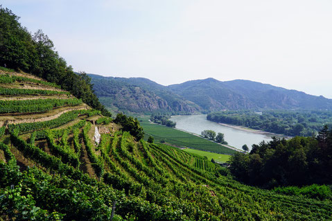 Blick aus den Weinreben auf die Donau in der Wachau 