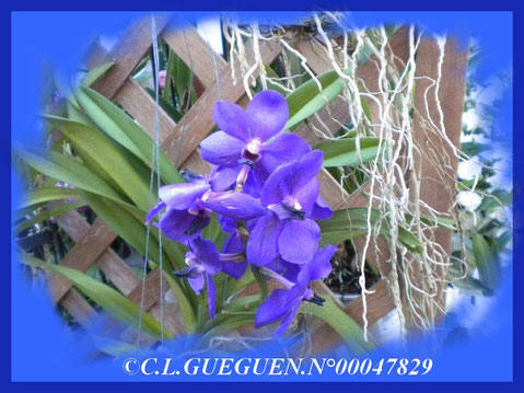 VANDA BLEUE, rare de par sa couleur, assez chère aussi, seule la qualité compte!