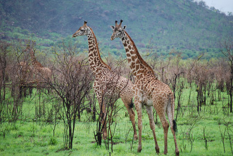 Tiere Mkomazi Nationalpark