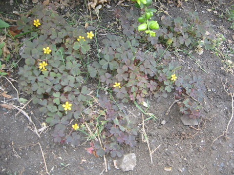 紫カタバミ・おっ立ちカタバミ・カタバミ・赤カタバミ・大黄花カタバミ