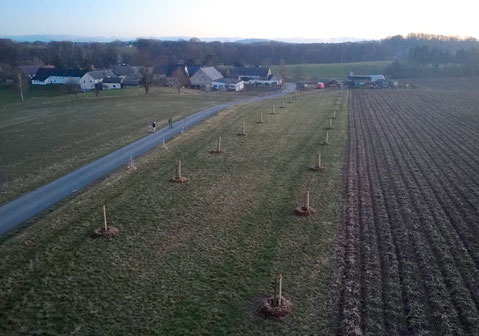 Luftbild einer Wiese mit zwei Reihen neu gepflanzter Bäume, im Hintergrund ein Dorf