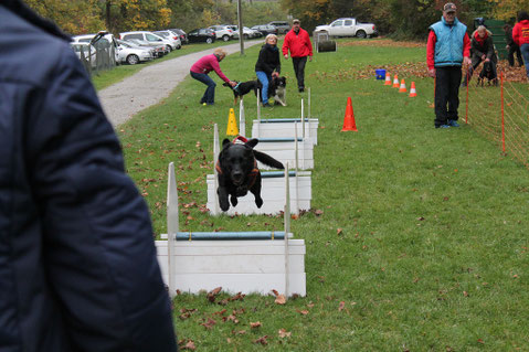 Schwarzer Hund springt über Hindernis auf einer Wiese, mehrere Menschen und weitere Hunde im Hintergrund bei Hundesportveranstaltung.