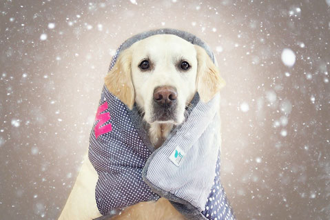 Weihnachtsgeschenke Fur Hunde Ztoff De