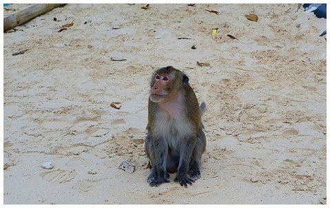 Halong Bay Monkey Island halongbucht vietnam sehenswürdigkeiten bootstour