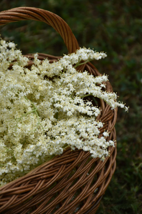 Holunderblüten im Weidenkorb