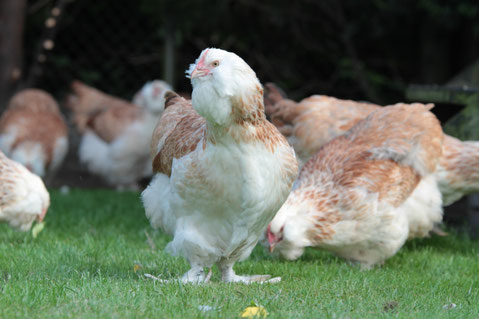 Lachshühner im Garten, Urban Farming