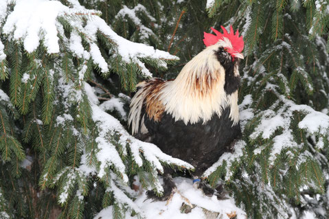 Lachshahn im Winter vor verschneiten Tannen