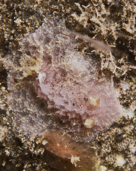 Thordisa albomacula variante de couleu