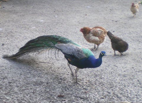 Les Habitants De La Ferme Ferme équestre Benesse Vieux