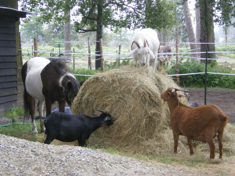 les chèvres