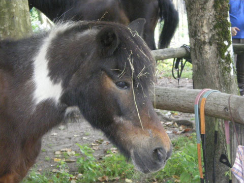 le poney retraité de 35 ans