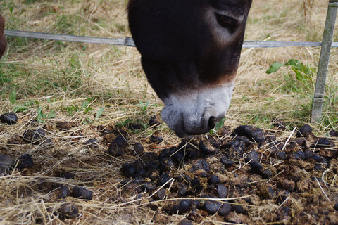 chataigne curieuse