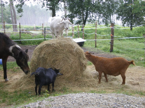 animaux de la ferme
