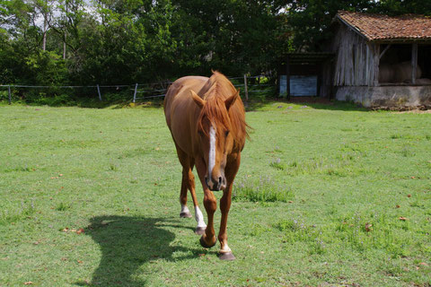 pension pour chevaux