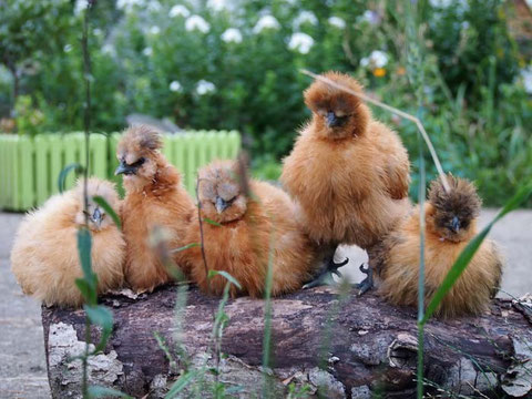 Seidenhuhn-Gruppe