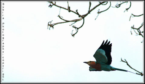 Lilac Breasted Roller Taking Flight