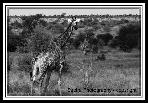 Giraffe - 004