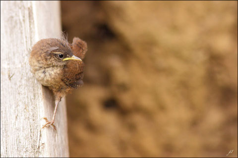 08 août  2011  Massif des Arbailles - 64     Beton-Nid-Aire 2:  Histoire d' un squat, le retour !     Troglodytes mignons  (Troglodytes troglodytes) ©JLS