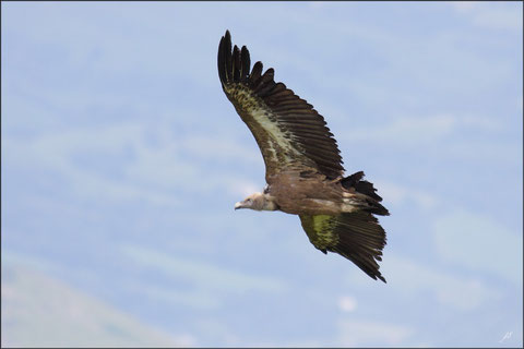 Mardi 03 juillet 2012  Pyrénées Atlantiques  Massif des Arbailles  Haute-Soule - 64 - Vautours fauves (Gyps fulvus) et autres ©JLS