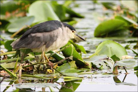 20 juillet au 22 juillet  2011  Lot et Garonne  Réserve Naturelle de la Mazière     Partie 2 :   Bihoreau gris (Nycticorax nycticorax) ©JLS