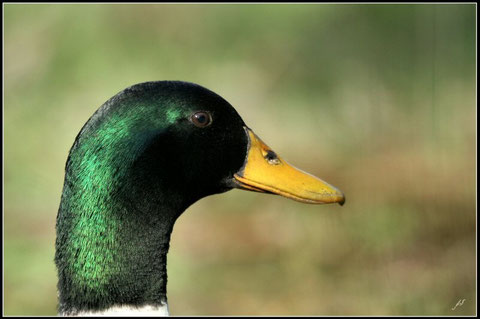 Canard colvert  ©JLS