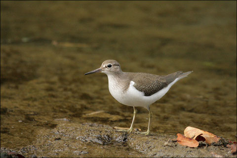 Mercredi 22 sept. 2010  Gave d' Oloron - 64 Chevalier guignette (Tringa totanus) Bergeronnette des ruisseaux (Motacilla cinerea)  ©JLS