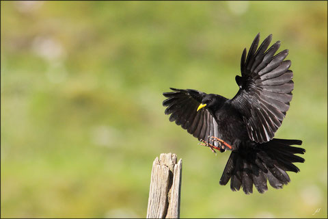  25 mai 2012  Massif des Arbailles - 64     Chocard à bec jaune  (Pyrrhocorax graculus)      1ère partie ©JLS