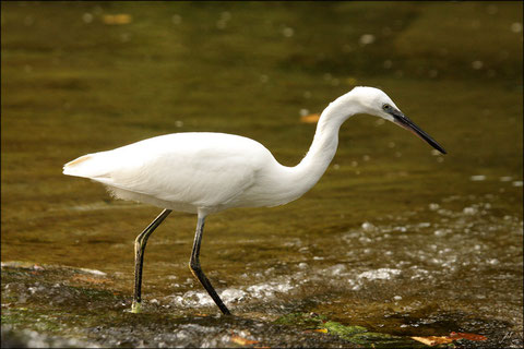 Lundi 20 septembre 2010  Gave d' Oloron - 64 Aigrette garzette (Egretta garzetta) Chevalier guignette (Tringa totanus)  ©JLS