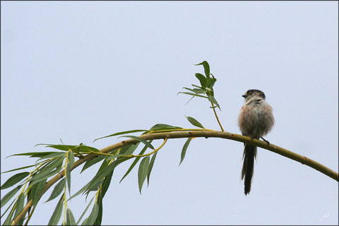 Mésange à longue queue ©JlS