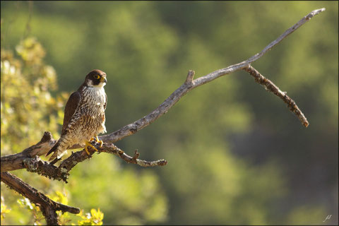 10/11/12 mai 2012  Lot et Garonne - 47 - Faucon pèlerin (falco peregrinus ) ©JLS