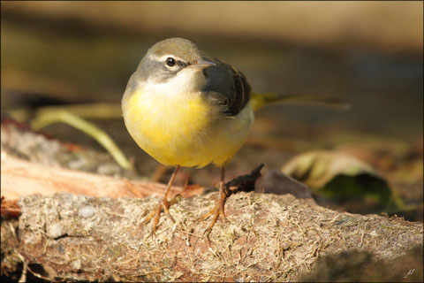 Vendredi 15 oct. 2010  Gave d' Oloron - 64 Bergeronnette des ruisseaux (Motacilla cinerea) © JlS