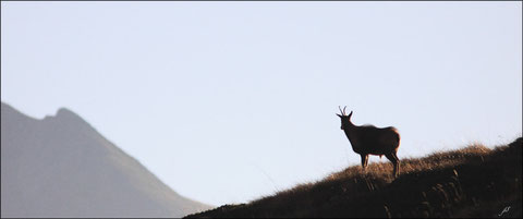 Octobre 2011  Vallée d'Ossau - 64   Isards  (Rupicapra pyrenaica) ©JLS