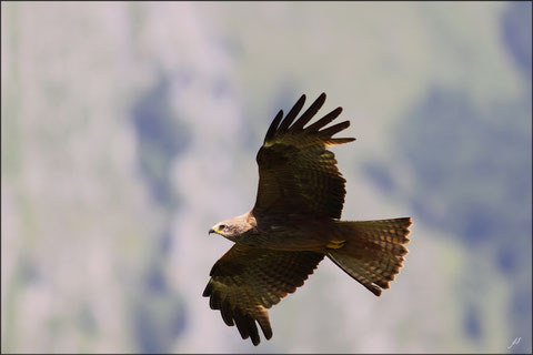 Mardi 24 juillet 2012  Pyrénées Atlantiques  Massif des Arbailles  Haute Soule - 64 Milan noir (Milvus migrans) et Percnoptère  (Neophron percnopterus) ©JLS